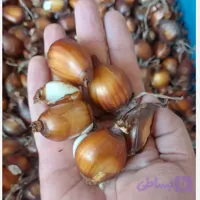 پیاز گل نرگس شصت پر بذری 1 کیلویی گلدهی کامل از سال دوم