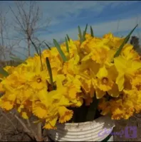 پیاز نرگس هلندی مخلوط ژونکی . داچ مستر و لب ماتیکی (بسته ۱ کیلویی) سایز درهم
