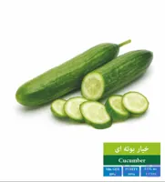 بذر خیار سبز رویان