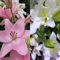 پیاز لیلیوم معطر ایرانی مخلوط سفید و صورتی سایز ریز