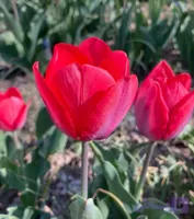پیاز گل لاله هلندی صورتی بسته ۱ عددی