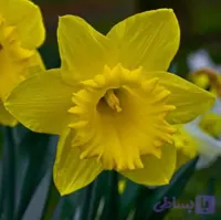 پیاز گل نرگس هلندی داچ مستر پنج عددی