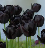 پیاز گل لاله هلندی ملکه شب