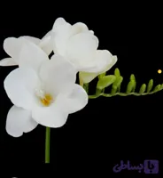 پیاز فریزیا معطر رنگ سفید بسته 2 عددی