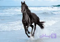 نقشه تابلو فرش اسب کد 0017