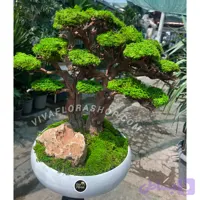 بنسای جاودان نغمه ی ریشه ها