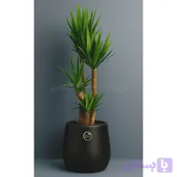 گیاه یوکا چهارشاخه با گلدان لوکس مشکی