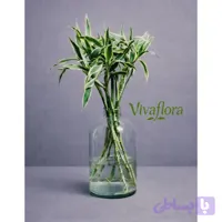 بامبو سایز کوچک