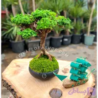 بنسای جاودان نغمه ی ساحل