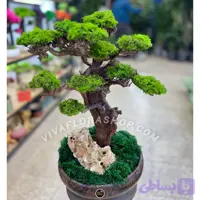بنسای جاودان خموش سبز