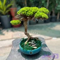 بنسای جاودان مه فیروزه