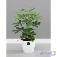 گیاه شفلرا با گلدان سرامیکی