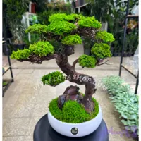 بنسای جاودان رستاخیز سبز