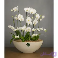ارکیده مینیاتوری سفید با گلدان فایبرگلاس