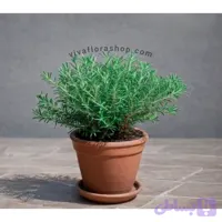 گیاه رزماری با گلدان سفالی