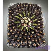 سینی خرما با مغز گردو