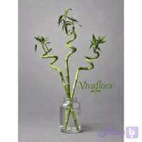 بامبو سایز متوسط