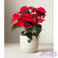 بنت قنسول با گلدان سرامیکی