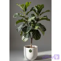 فیکوس لیراتا با گلدان سرامیکی
