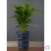 نخل اریکا با گلدان لوکس