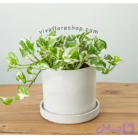 پتوس ارتشی با گلدان سرامیک سفید