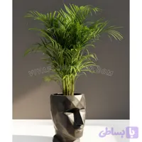 نخل اریکا با گلدان طرح چهره