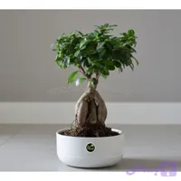 بونسای جنسینگ با گلدان سرامیکی