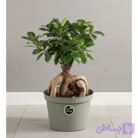 بونسای جنسینگ با گلدان پلاستیکی