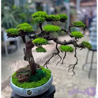 بنسای جاودان مه رویش