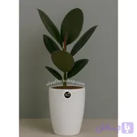 گیاه فیکوس بلک با گلدان سرامیک