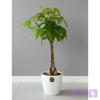 گیاه پاچیرا تنه بافت با گلدان پلیمر