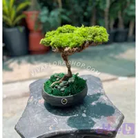 بنسای جاودان سبز آرام