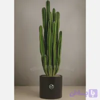 گیاه افوربیا سه متری لوکس