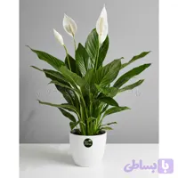 اسپاتی فیلوم با گلدان سرامیکی