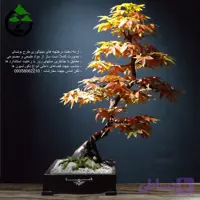 درختچه نیمه مصنوعی افرا پاییزی طرح بونسای1-1