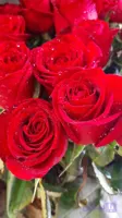 رز هلندی درجه ۱