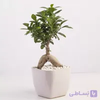 و خرید گیاه آپارتمانی بونسای جنسینگ کد 4400 |باختر
