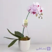 گلدان گل ارکیده صورتی کد 4310 ارسال رایگان|باختر