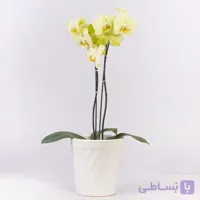 گلدان گل ارکیده لیمویی کد 4320+ ارسال رایگان |گل باختر