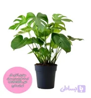 سبد گل ترحیم کد 3005