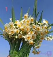 پیاز گل نرگس شهلا(شیراز) (یک کیلوگرمی) گلدهی از امسال
