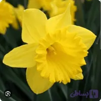 پیاز گل نرگس هلندی داچ مستر (یک عددی) گلدهی از امسال