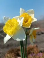 پیاز گل نرگس هلندی آیس فولیس (سایز گلده) 1 عددی