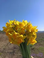پیاز گل نرگس هلندی ژونکی سایز درشت (بسته 5 عددی) گلدهی از امسال