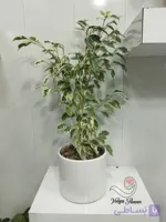 گل بنجامین طبیعی با گلدان سرامیکی