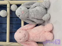 عروسک پولیشی خرگوش جلی کت