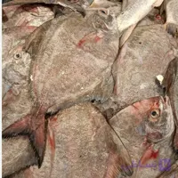ماهی حلوا سیاه * وزن متغیر 10 تا 30 کیلو (پس کرایه)