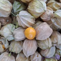 میوه فیسالیس تازه | خرید فیسالیس