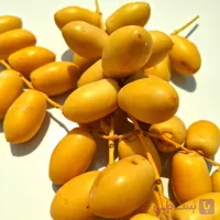 خارک حاج باقری| برحی تازه بوشهر – بسیار شیرین، ترد و آبدار