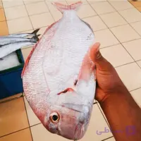 ماهی شانک صورتی *وزن متغیر ۱۰ تا ۳۰ کیلو(پس کرایه)